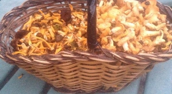 mushrooms in Menorca