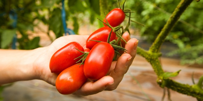 Tomates