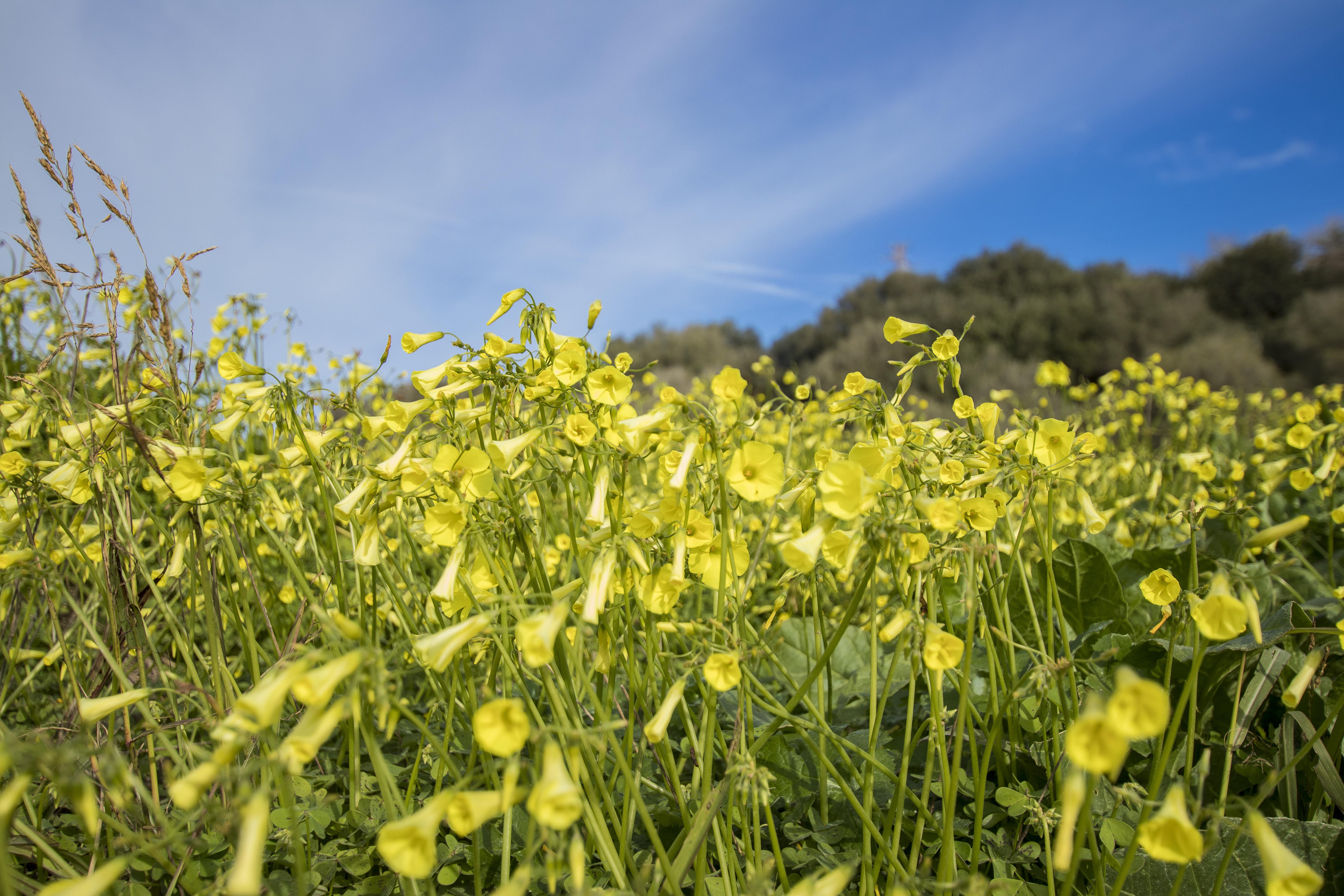 Yellow flower